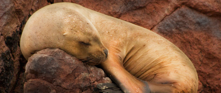Tous islas ballestas lobo de mar ,turismo paracas, tours balbeario paracas Tous paracas islas ballestas balneario paracas ica peru